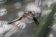 Stephen Nobbs - Basking Dragonfly